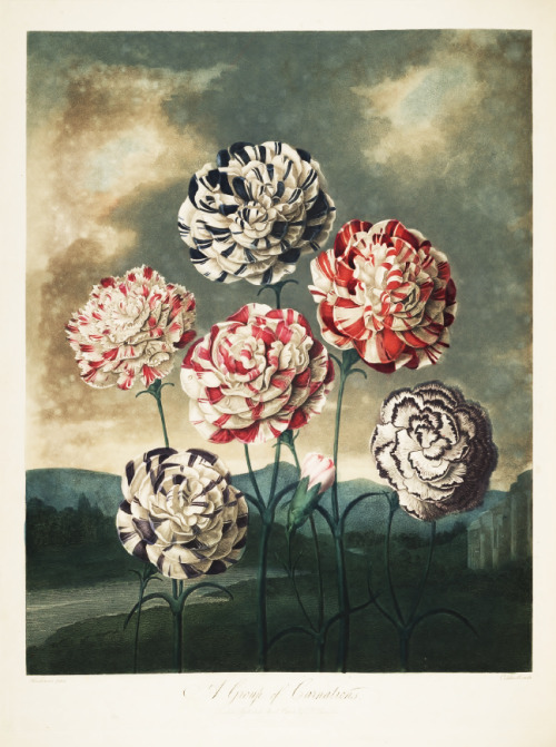 design-is-fine: Robert John Thornton, Carnations, 1807. From the book New Illustration of the S