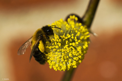 Busy little bee in the sun4 April 2019