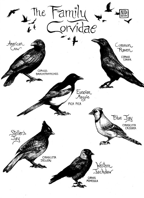 aud-works:I love the birds of the family Corvidae~![ Etsy / Facebook / Twitter / Instagram / Portfol