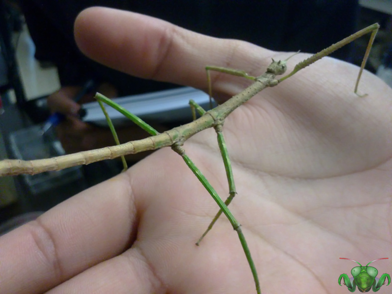Annam Walking Stick - Medauroidea extradentataAlso called the “Vietnamese Walking Stick”, this is the last live insect specimen I have from my time as an undergrad at the University of Toronto. Had to really look around to identify this insect, and...