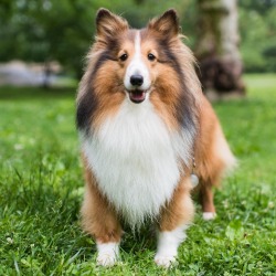 thedogist:  Gummy Bear, Shetland Sheepdog