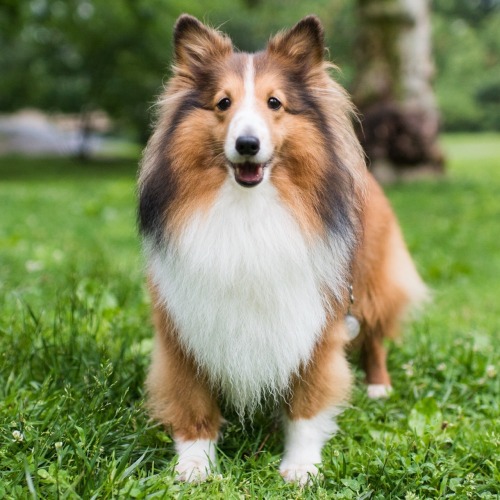 thedogist:  Gummy Bear, Shetland Sheepdog (7 y/o), Central Park, New York, NY