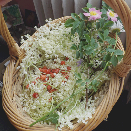 thymehoney:basket with elder flowers, wild strawberries, wild roses and ox-eye daisy