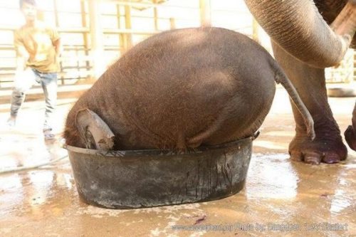 prettypachyderms:I knew I’d fit. ❤️