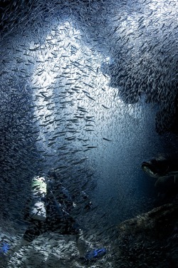 l-eth-e:  Diver immersed in silversides {by