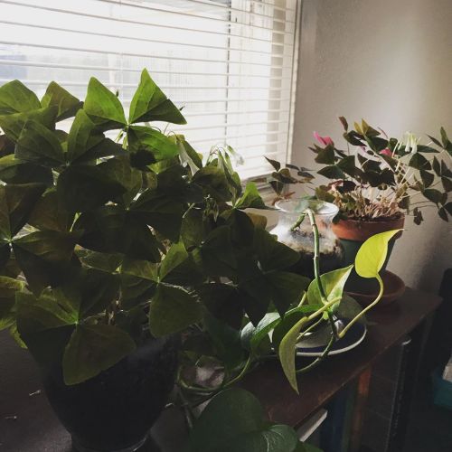 These plants are living their best life rn… #shamrocks #philodendron #somethinglivingineveryspace
https://www.instagram.com/p/B5F1Y1Sg9arri_hHVLcC51hj0pFijfKwvgXJWY0/?igshid=yp0ej5xlnf88