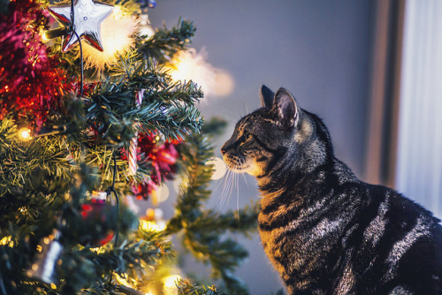 catycat21:50/52 Oh Christmas Tree by Felicity Berkleef Photography on Flickr.