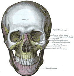 anatoref:  Portrait Drawing 