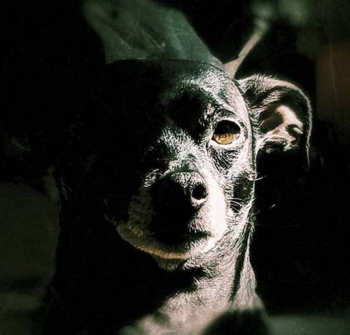 Dramatic lighting <3 #littleblackdog #lbd #rescuedog #rescuedogsofinstagram #dogsofinstagram #dog