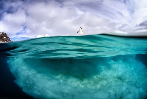 unicorn-meat-is-too-mainstream:   Antarctic Wildlife: Photos by Justin Hofman  Bhakta’s Weblog:  fac