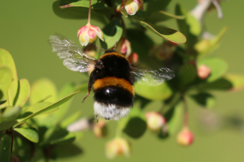 The bumblebees really like our Japanese barberry.