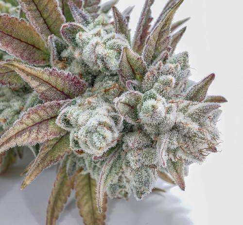 dank-purps:Shiiiit son frosty AF! Tag your favorite smoking partner!  A little GG4 by @alphacanna ht