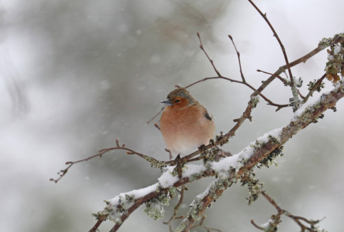 And suddenly the winter returned… Not the Easter weather I was hoping for. European robin/röd