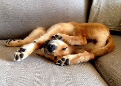 tastefullyoffensive:  Puppy Pretzel [via]