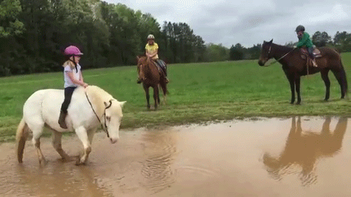 brydeswhale:flawlessxqueen:sizvideos:Pony forgets he has a little girl on his back and rolls around 