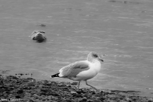 ratelet-james: James Ratelet, Dans le golf du Morbihan, Vannes, Arzon presqu'ile de Rhuys, Presqu'il