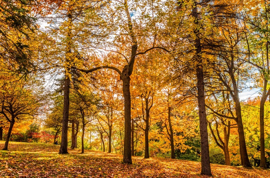 morethanphotography:  Enchanted Forest by polluar 