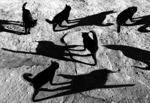 last-picture-show:  Alexey Bednij, Each Cat its Sun