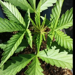 weedporndaily:  See a little color already on Cuvee by tgasubcoolseeds http://ift.tt/1hndyPU 