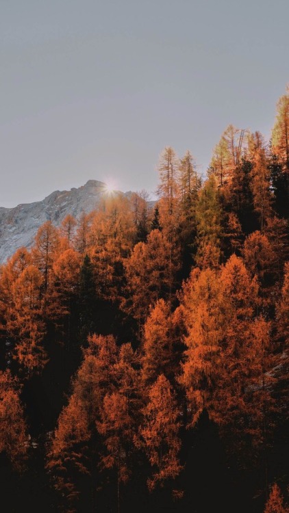ipxwalls:Beautiful Fall background! 