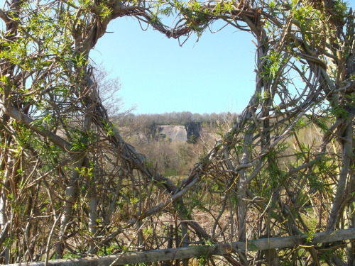 doorfus: [Image description: Photo of a thicket made out of multiple, thin branches tangled together