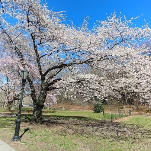 Spring has been sprung.  (at Riverside Park (Manhattan))