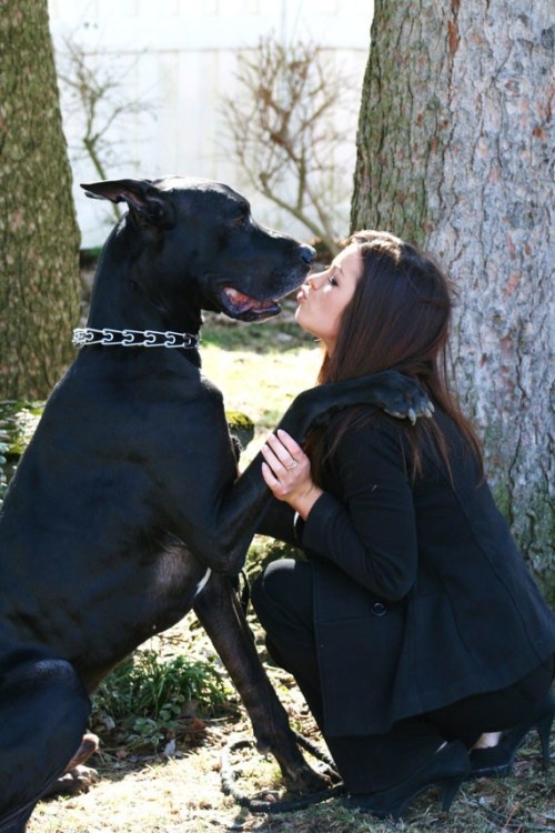 britbritbeme2:  Thats so hot <3 his paws r bigger than her hands. U can tell she has strong affection for the big dog 