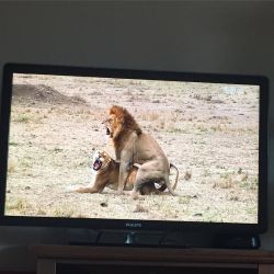 When lions live more exciting than you🤔😂