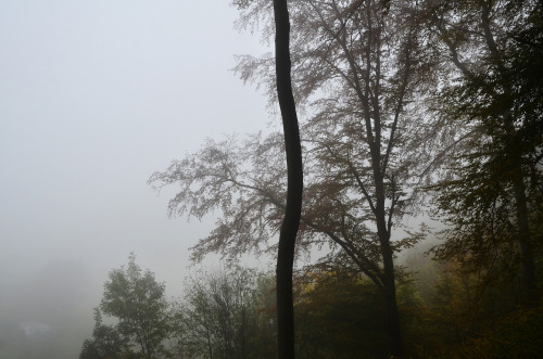 bramphotography: The Ardennes and the magical misty forest - serie of 3