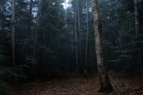 North Yatsugatake mountains / Nagano Prefecture by Seiuchi F