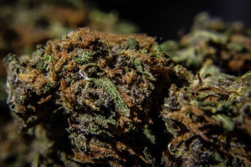 blazintreez:  bubba kush up close and personal 