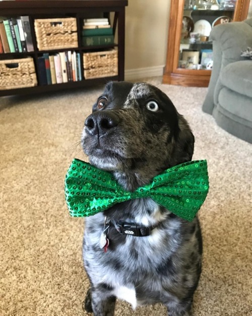 #RogueOne the #Irish #StarWars #Dog would like to wish everyone a happy #StPatricksDay! Remember, re