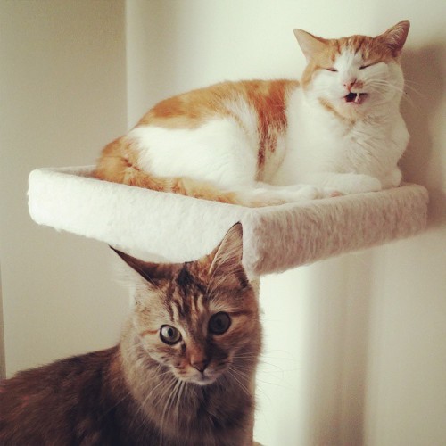 Vote for Simba and Nala (via Angela/Cooper County Humane Society Cutest Pets)