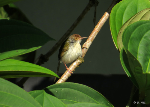 Black-necked Tailorbird.Bukit Tinggi.
