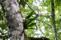 orquidofilia:Prosthechea fragrans, in situ.