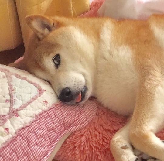 evilidiot: evilidiot:       I hate that “look how old doge looks :(“ post when it’s obviously edited to be more desaturated and blue tinted than how her owner usually posts so please enjoy some cute recent pics of kabosu from her owners Instagram