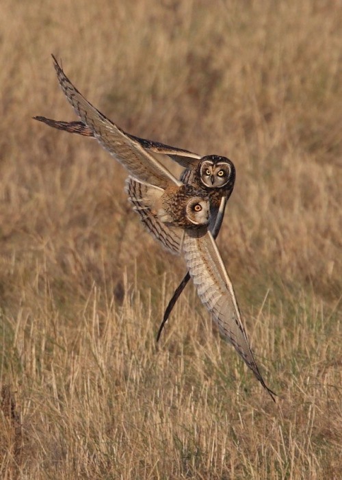 wowtastic-nature: Short Eared Owls on 500px by Karen Summers, England☀  642✱900px-rating:9
