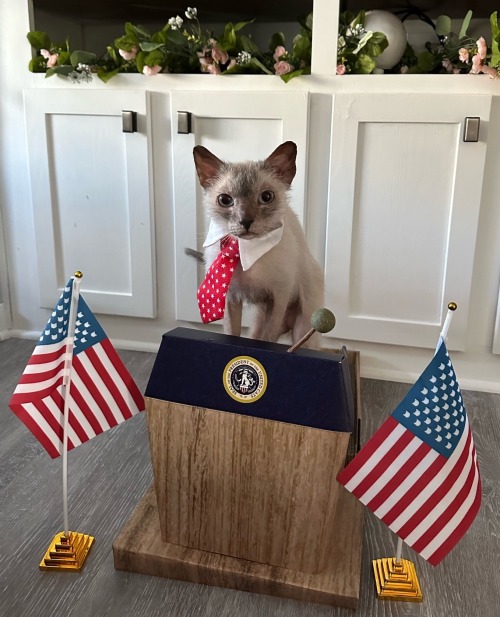 Is Pickles Old Enough In Cat Years To Be Eligible To Run For President