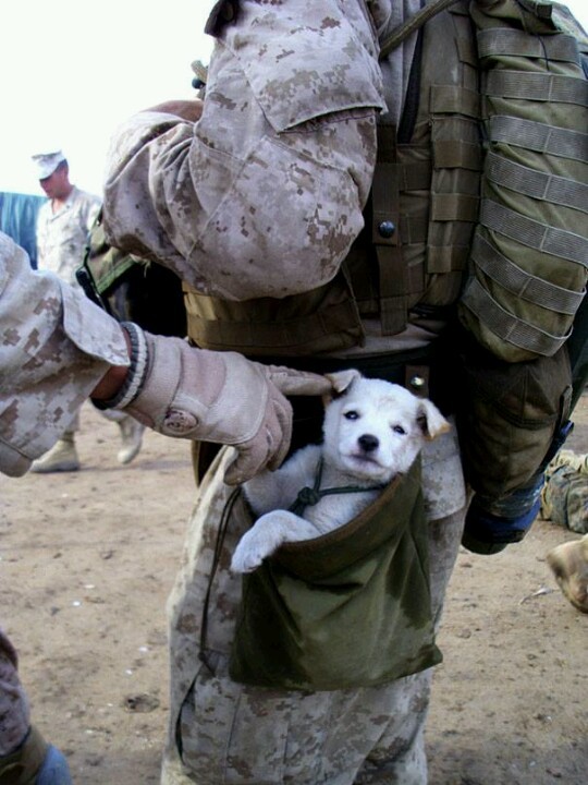 Tactical puppy in your drop pouch