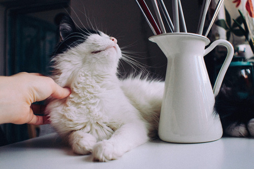 cat-parlour:  Tosya ♡ 