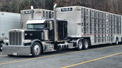 Peterbilt custom 389 bull hauler