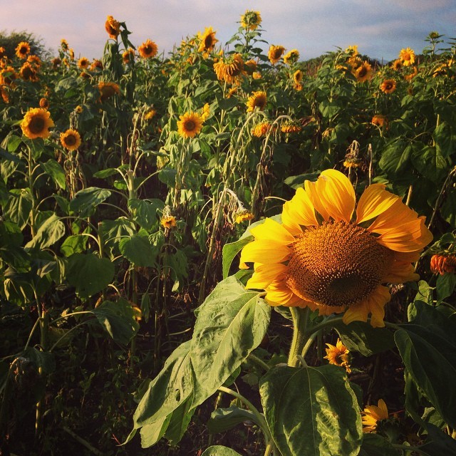 Sunflower Patch @sorimsky_korsakov highway 1cruise (at Half Moon Bay, Northern California)