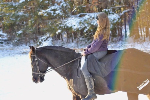 Paint x Percheron Fredericksburg, VA