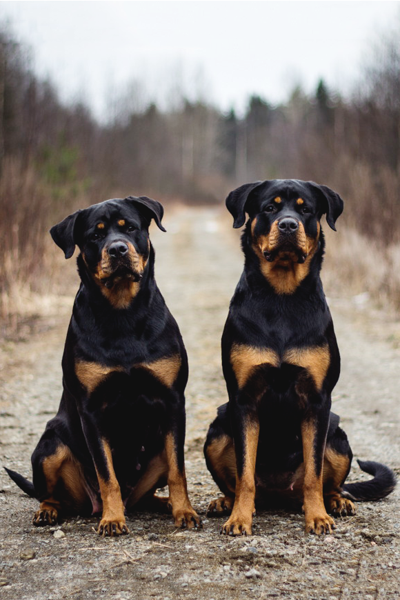 reals:  Rottweiler Brothers | Photographer 