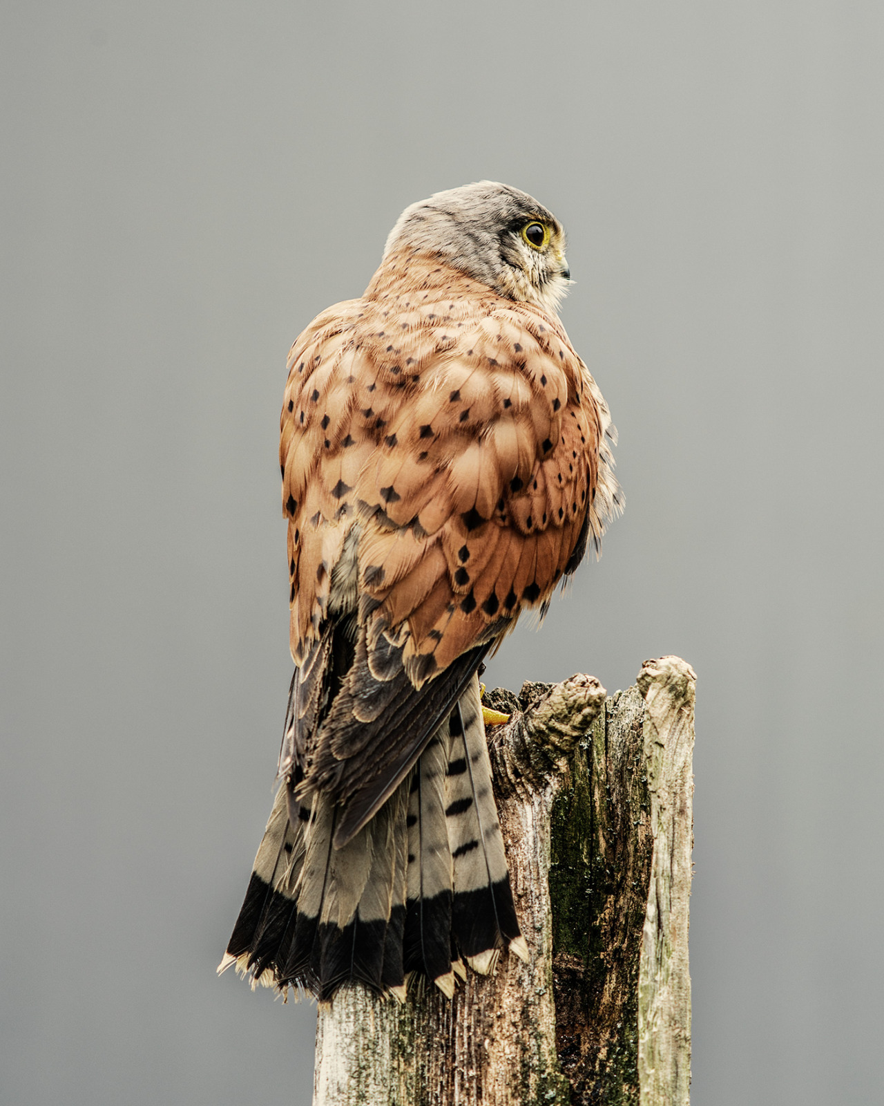 chasingthehawk:  shaylorphoto:  The Hawk Conservancy Trust is a conservation charity
