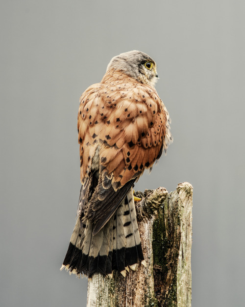 chasingthehawk: shaylorphoto: The Hawk Conservancy Trust is a conservation charity that works in the