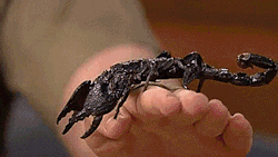 tastefullyoffensive:  Steve Irwin’s 13-year-old son, Robert, returns to The Tonight Show with more cute and creepy animals. [full video]