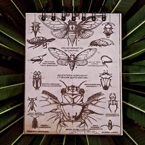. . . #libretahechaamano #bookbindings #notebook #ilustracioninsectos #insectillustration #pabloalem