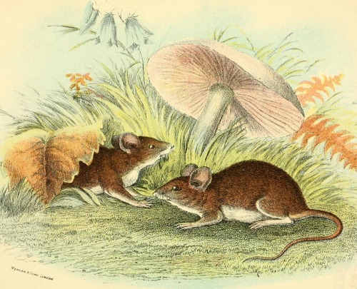 smithsonianlibraries: Wood mice hanging out by a mushroom from Richard Lydekker’s A hand-book 