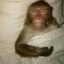 cinnamonbed